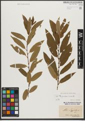 Foto von Salix triandra subsp. triandra L.